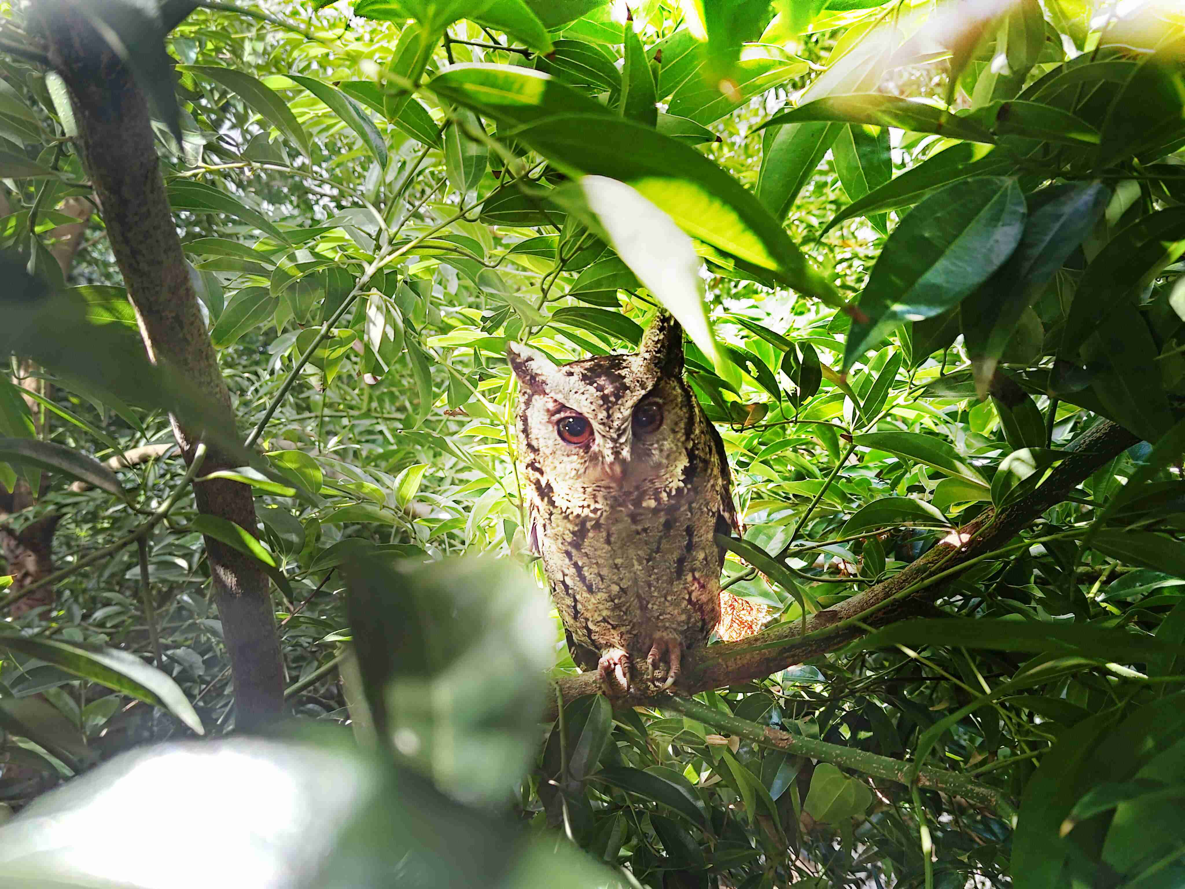 CG电子致力提倡净零绿生活，，，16年以来在全球各厂区植树逾百万棵，，造就各厂区树木蔚然成林，，，犹如森林工厂，，，成为许多生物的栖息地